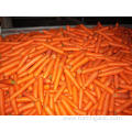 Fresh Healthy Carrot With Good Quality